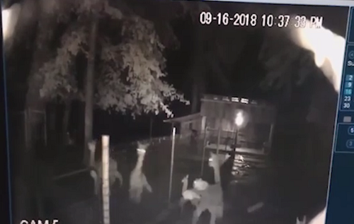 Video: Lạc đà mẹ dũng cảm cứu con từ miệng báo hung dữ