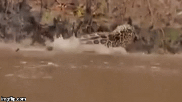 Video cuộc chiến sinh tồn: Sư tử suýt mất mạng trước cú đớp