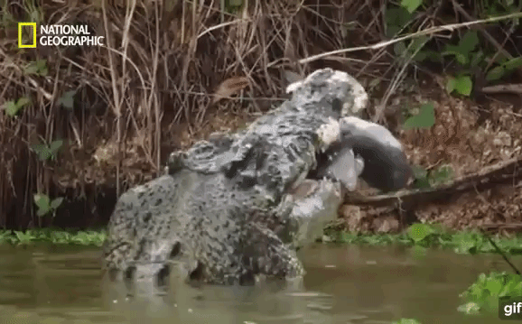 Video: Mò vào cửa sông kiếm ăn, cá mập bị cá sấu khổng lồ “xơi tái”