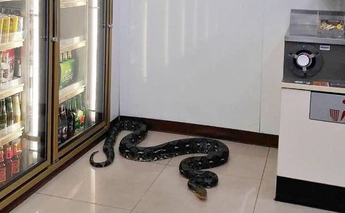Video: Cận cảnh trăn lớn chui vào cạnh tủ bia cửa hàng 