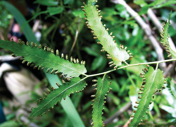 Hải kim sa: Cây mọc dại chữa từ sỏi thận đến viêm gan
