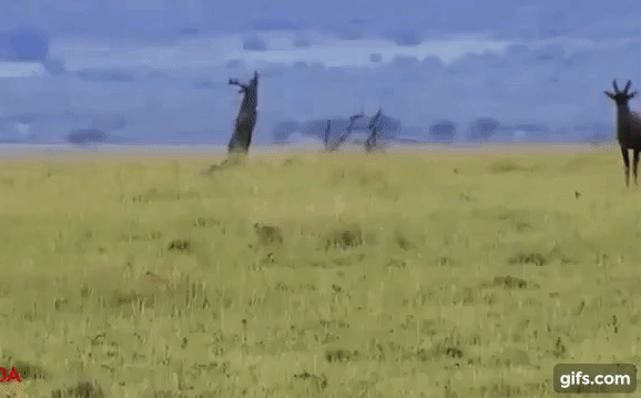 Video: Vừa bắt được con mồi, báo săn liền 