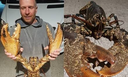 Video: Nhà thám hiểm Anh bắt được tôm hùm dài 1,2 m