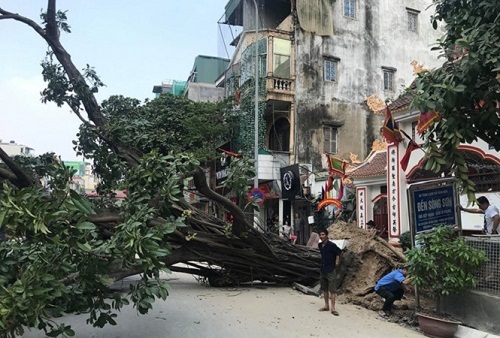 Hà Nội: Cây đa cổ thụ bất ngờ bật gốc, đổ chắn ngang đường làm giao thông tê liệt