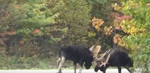 Video: 2 nai sừng tấm hỗn chiến khốc liệt giữa đường