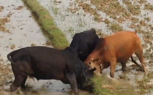 Video: 3 con bò hỗn chiến ác liệt trên ruộng