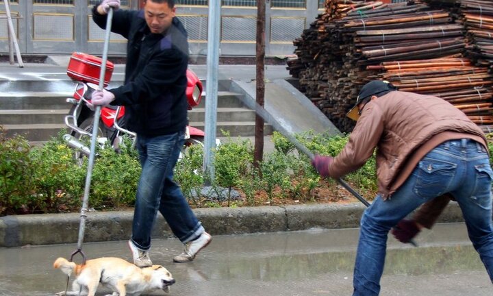 Bị cấm nuôi động vật 15 năm, phạt tù 12 tháng vì liên tục đánh vào mặt chó