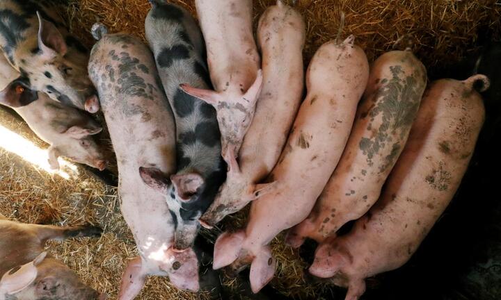 Trung Quốc cấm nhập khẩu lợn sống và các loại thịt lợn của Nhật Bản, Bỉ