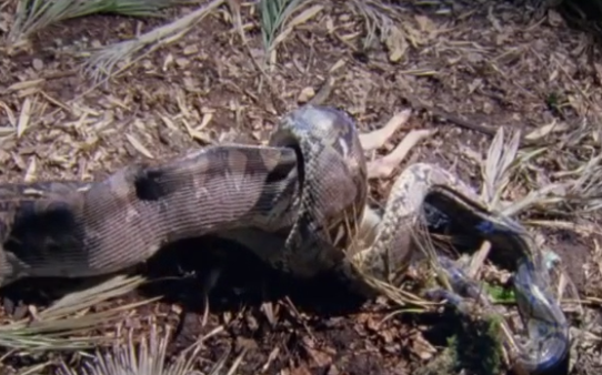 Video: Kinh ngạc cảnh trăn khổng lồ nuốt chửng hươu