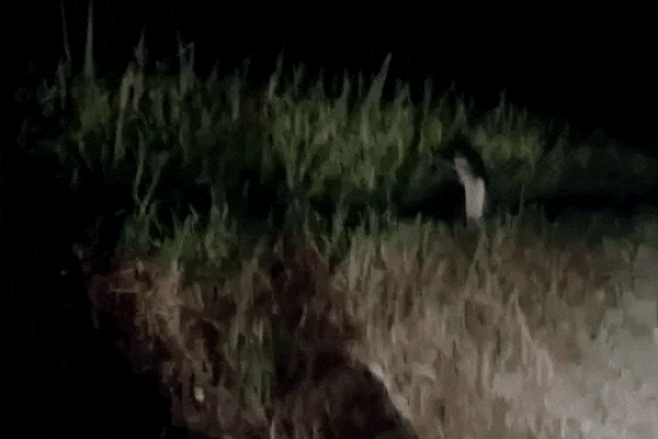 Video: Bóng người mặc áo trắng nhảy lò cò bên đường khiến tài xế khiếp đảm