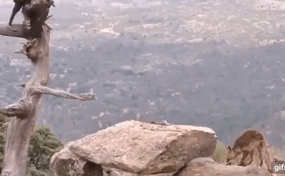 Video: Ngoạn mục cảnh cáo quyết chiến với đại bàng giành thức ăn