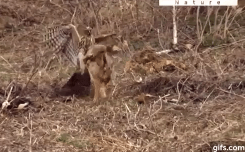 Video: Cận cảnh 3 lần chạy trốn của thỏ trước chim ưng sát thủ