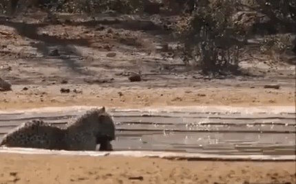 Video: Báo hoa mai vồ chết linh dương trong 10 giây bằng 