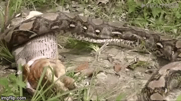 Video: Trăn khổng lồ quằn quại nôn ra mèo mướp