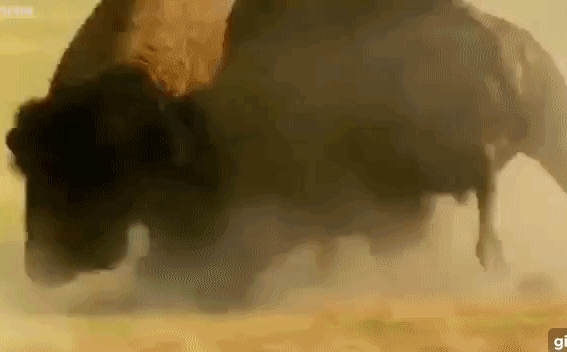 Video: 2 con bò rừng bizon khổng lồ đại chiến khốc liệt