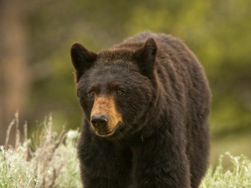 Video: Gấu đen đột nhập nhà, bị bắn vẫn vùng dậy đuổi theo người 