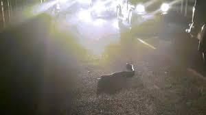 Video: Rắn hổ mang cực độc bò qua đường và hành động bất ngờ của người đàn ông