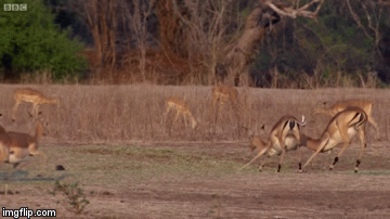 Video: Linh dương vùng lên chạy thoát khỏi nanh vuốt báo hoa mai