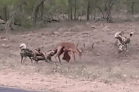 Video: Linh dương bị cắn thủng bụng vẫn tử chiến với bầy chó hoang