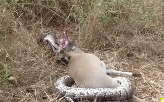 Video: Trăn khổng lồ đau đớn khi bị sừng con mồi đâm thủng cổ