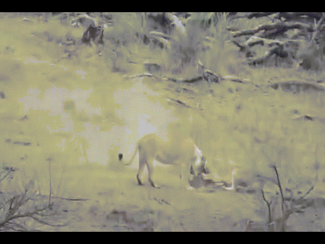 Video: Lợn lòi rơi vào móng vuốt sư tử cái, bất ngờ được sư tử đực 'cứu mạng'