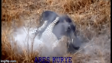 Video: Lợn lòi bất lực nhìn báo hoa mai đoạt mạng 2 đứa con ngay trước mắt