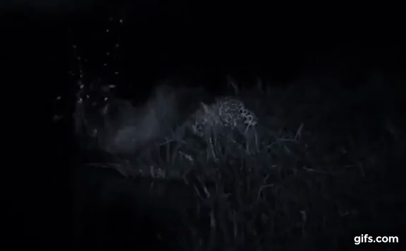 Video: Nửa đêm, báo hoa mai mẹ kéo 2 con ra sông để làm chuyện hiếm thấy