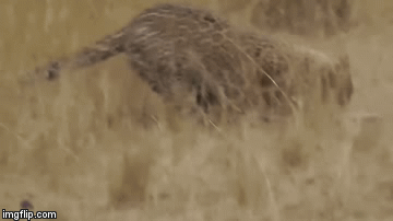 Video: Linh dương giãy đành đạch vì bị báo đốm cắn trúng cổ