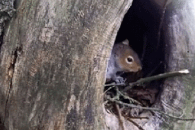 Video: Xâm phạm tổ sóc, cú nhận cái kết đắng