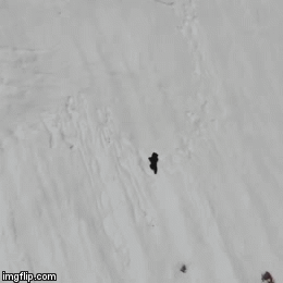 Video: Xúc động cảnh gấu con vượt núi tuyết cao ngút để đến với mẹ