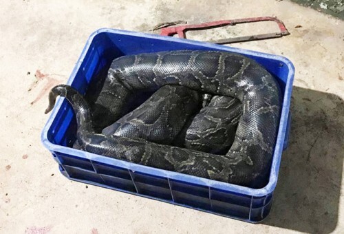 Tin tức thời sự 24h mới nhất ngày 5/11/2018: Nghi vấn nam thanh niên bị trăn siết chết ở Đồng Nai