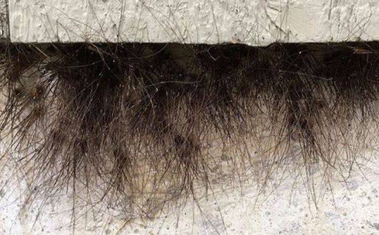 Clip: Cận cảnh bức tường bỗng nhiên mọc lông vô cùng kỳ quái