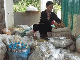 Lương y Triệu Thị Hòa nắm trong tay “bảo bối” hỗ trợ điều trị đau nhức vô cùng hiệu quả