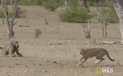 Video: Bầy khỉ đầu chó đụng độ đàn báo săn: Ai sẽ chiến thắng?