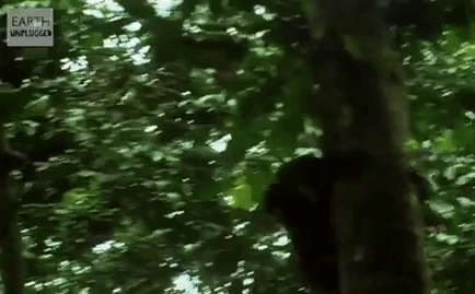 Video: Xem đàn tinh tinh săn lùng khỉ colobus để ăn thịt