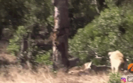 Video: Linh cẩu và 4 con báo hoa mai hỗn chiến giành xác linh dương