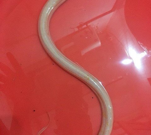 Bắt được lươn “bạch tạng” hiếm gặp trong ao, dân đổ xô tới xem