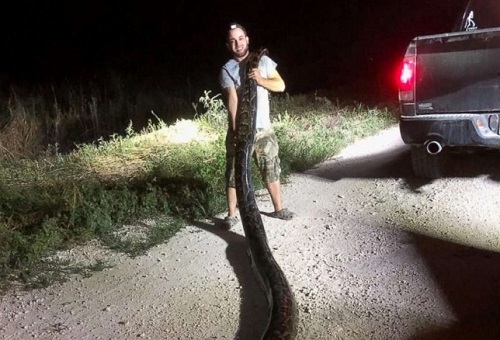 Bắt thành công trăn Miến Điện khổng lồ dài hơn 5 m, nặng 54 kg