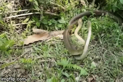 Video: Cận cảnh “vũ điệu tử thần” của hai con rắn hổ trâu