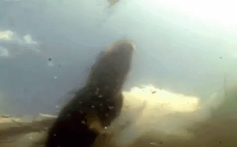 Video: Cá sấu hung tàn và trăn điên cuồng hợp lực truy sát chuột 