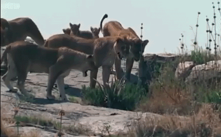 Video: Vừa thoát khỏi hổ mang, cả nhà sư tử lại nháo nhác vì bầy voi dữ