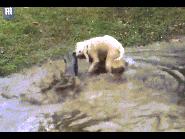 Video: Chó tài tình bắt cá da trơn khổng lồ ở Mỹ