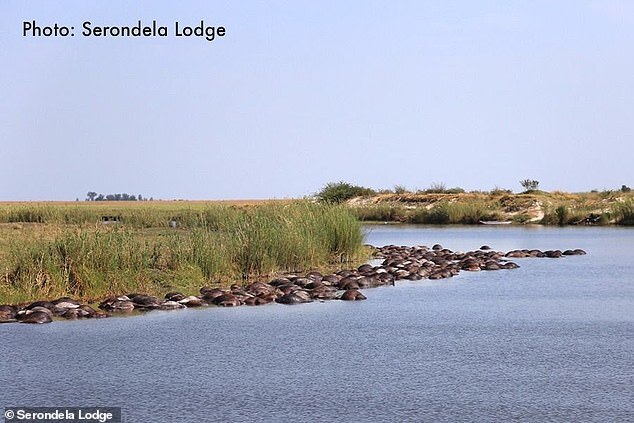 Hé lộ lý do khiến hơn 400 con trâu rừng chết đuối, nổi đen trên mặt sông