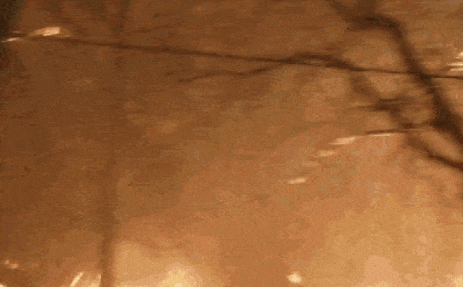 Video đáng sợ cảnh người đàn ông lái xe băng qua khu rừng đang bốc cháy tại Mỹ