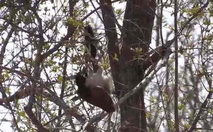 Video: Chim cu treo mình trên cây, tung cú mổ 