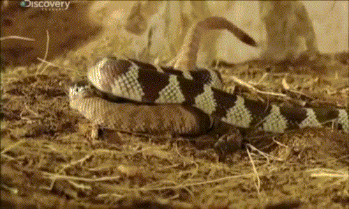 Video: Rắn hổ bướm- loài vật cực độc biến người lớn thành