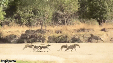 Video: Linh cẩu bị 6 con chó hoang đói khát truy sát kinh hoàng