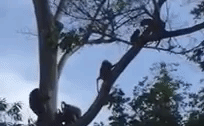 Video: Đàn khỉ đầu chó và báo hoa mai đánh nhau dữ dội trên cây cao