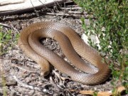 Người đàn ông hoảng hồn vì bắt gặp rắn độc nhất nhì thế giới ngay trong nhà