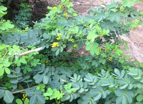 Vợ chết, chồng nguy kịch do uống nước cây lạ